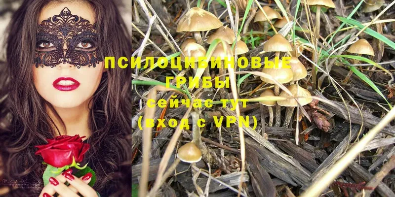 Галлюциногенные грибы MAGIC MUSHROOMS  что такое наркотик  Бобров 